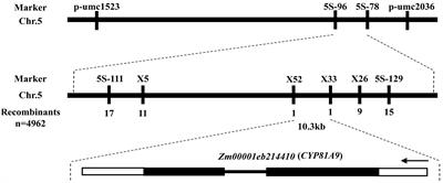 Fine mapping and functional validation of the maize nicosulfuron-resistance gene CYP81A9